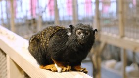 Red-handed tamarin is sitting and looking at camera. Saguinus midas. Close-up. Side view. Zoo life. Adorable primate. Cute little monkey. 4K video footage.