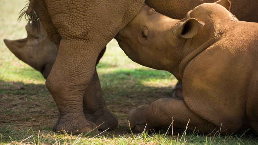 Amazing rhinoceros feeding baby in the open. beautiful endangered species | Shutterstock HD Video #1100117731