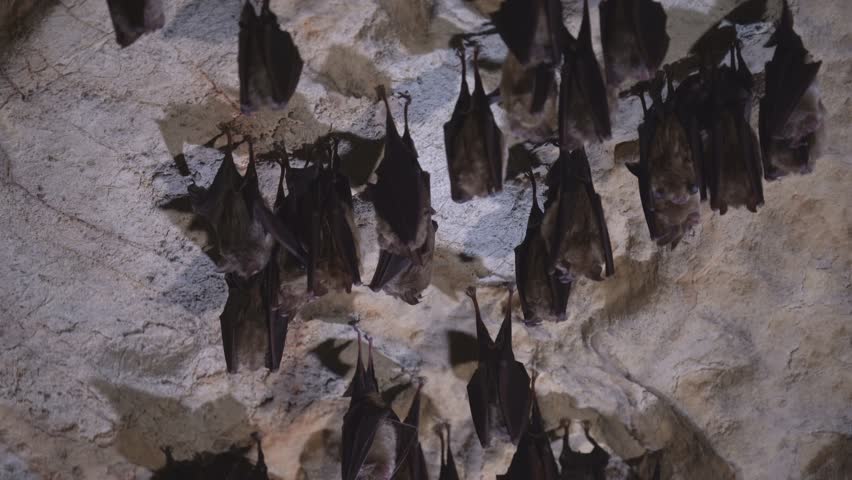 Groups of sleeping bats in cave