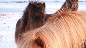 Icelandic horses winter pure snow nature Iceland rural animals meadow cold