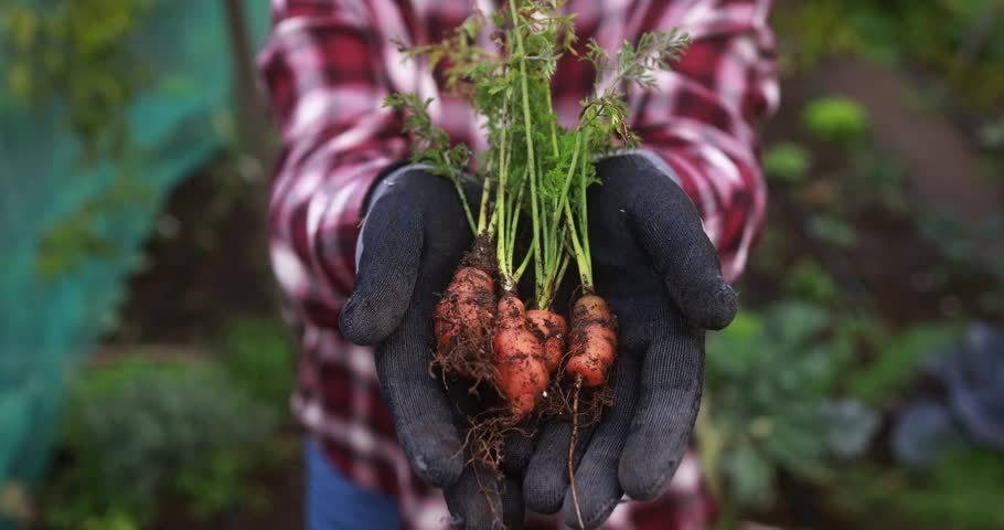 Senior woman harvests organic fresh carrots from the vegetables  garden | Shutterstock HD Video #1100125539
