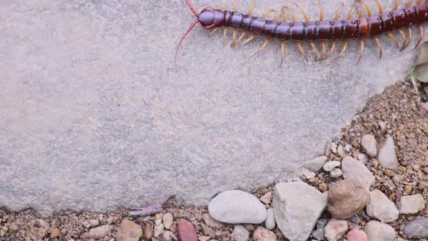 centipede, close up of centipede creep slowly on the ground, closeup of centipede movement. Noxious insects, wildlife, forest, wild nature, garden
