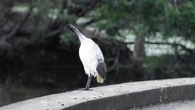 Brisbane QLD, Australia - February, 7th 2023 - the Australian white ibis was found right spot to get more sunlight.