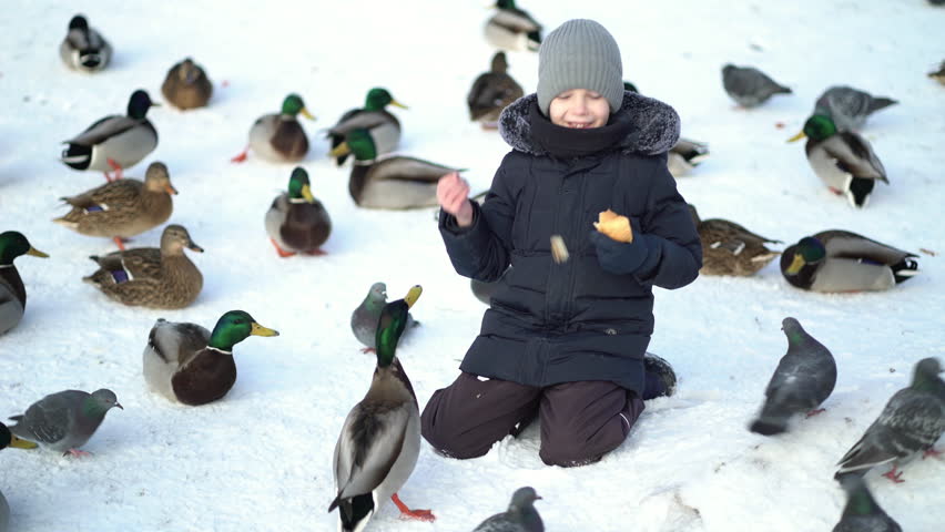 A child feeds hungry ducks and pigeons of bread on a winter day