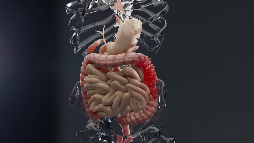 Anatomy of the human digestive system, concept of the intestine, diverticulitis, 3d render Royalty-Free Stock Footage #1100128459