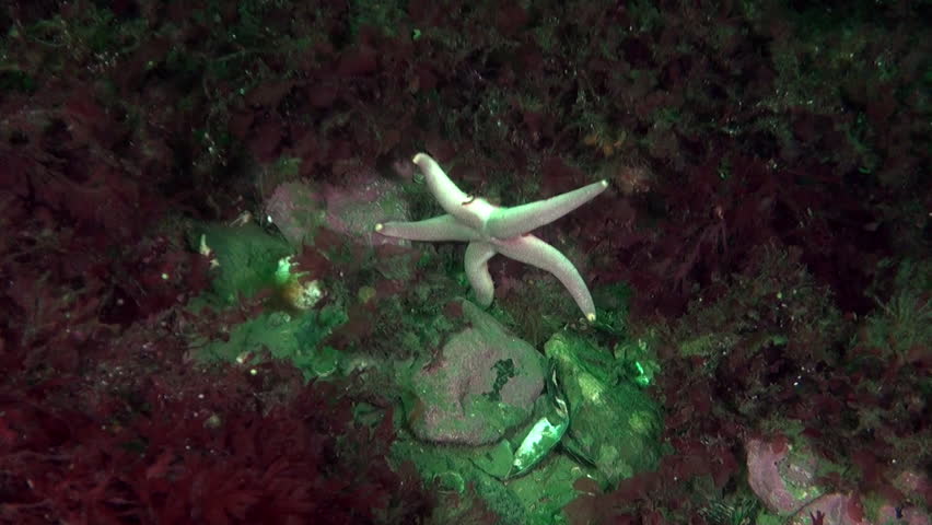 Sea star in ecosystem of Seabed of Barents Sea. In addition to abundance of marine life, seabed is also distinguished by variety of landscapes, including sandy bottoms, rocky outcrops.