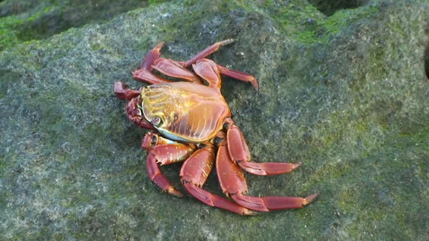 Close-up red rock crab sits on rock on Galapagos Islands. Red rock crab, of which Cancer product is one species, are part of Cancer genus. Macro video format.