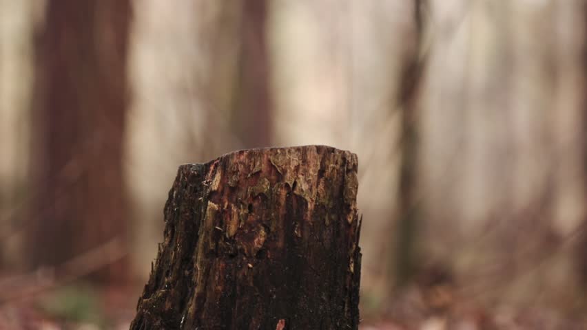 A funny squirrel eats a walnut from a stump in the forest. Animal, rodent, fluffy, cute, nature, fauna