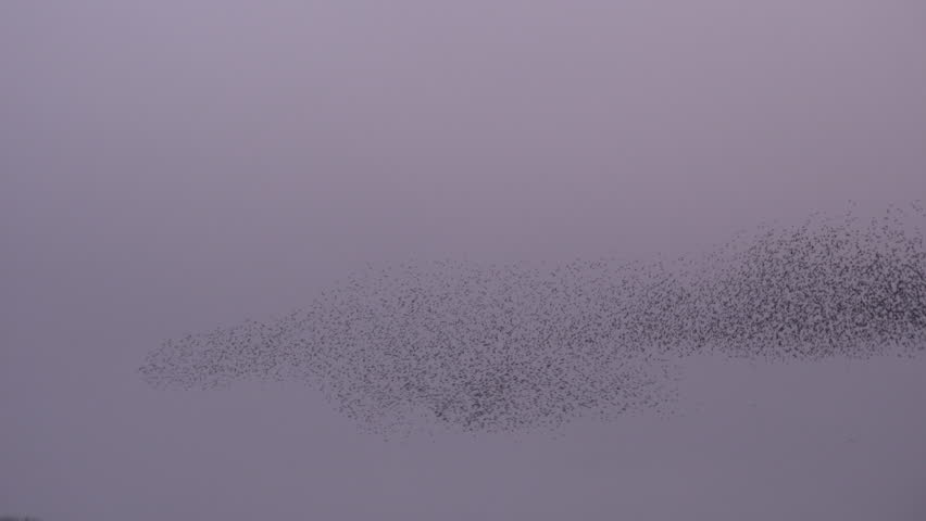 Large flock of birds flying in starling murmuration in the sky making shapes UK 4K Royalty-Free Stock Footage #1100138745