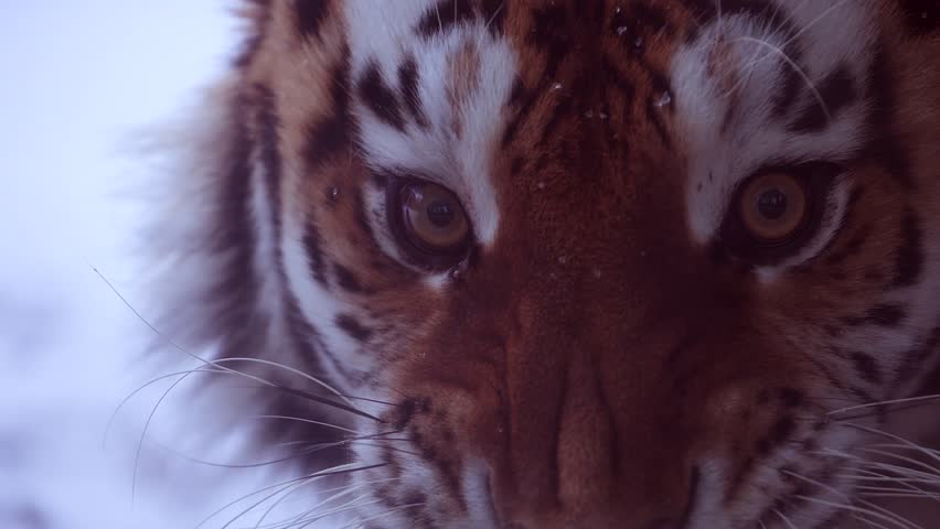 4k120 fps super slow motion video of big male Siberian tiger, panthera tigris altaica in cold winter forest after snowfall , national park Leopard Land, filmed on Nikon z9 high quality 8k camera | Shutterstock HD Video #1100139783
