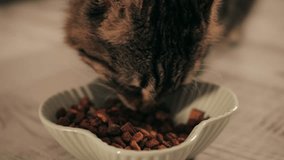 Cat eating kibble, cat dry food from a bowl. Close up.