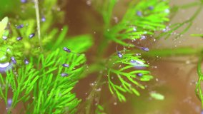 baby betta fish Siamese fighting fish fry swimming on water surface amongst the water plants Sydney NSW Australia
