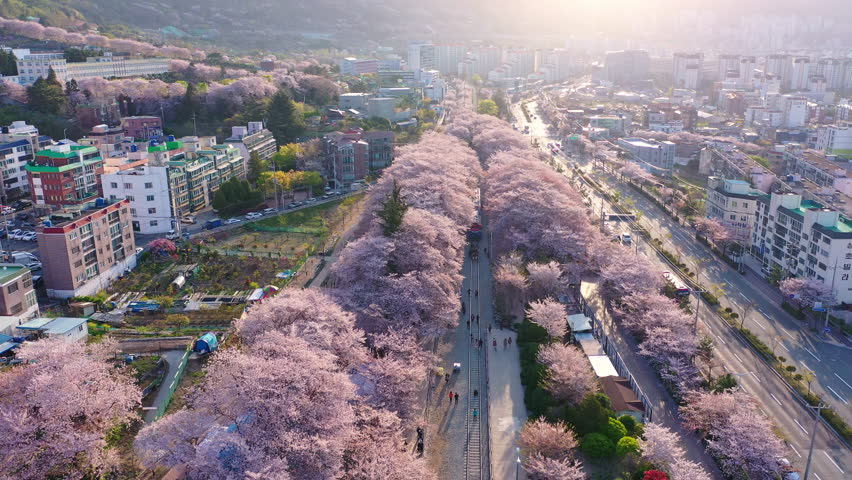 Aerial view Train and cherry blossom at Jinhae, Spring scenery in Jinhae ,South Korea. And there is a message in Korean Villa on the building Royalty-Free Stock Footage #1100142115