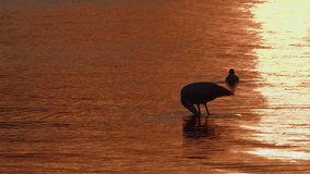 Animal Bird Flamingo in Sea Water  Video