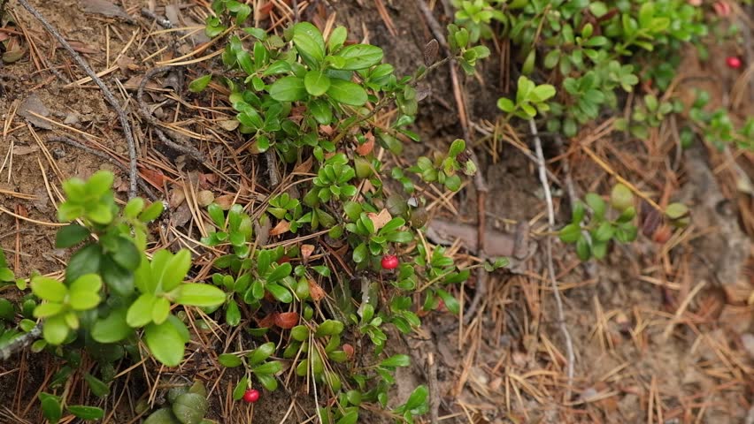 A woman collects cranberries in a wild forest. Picking red cranberries close-up in the forest.