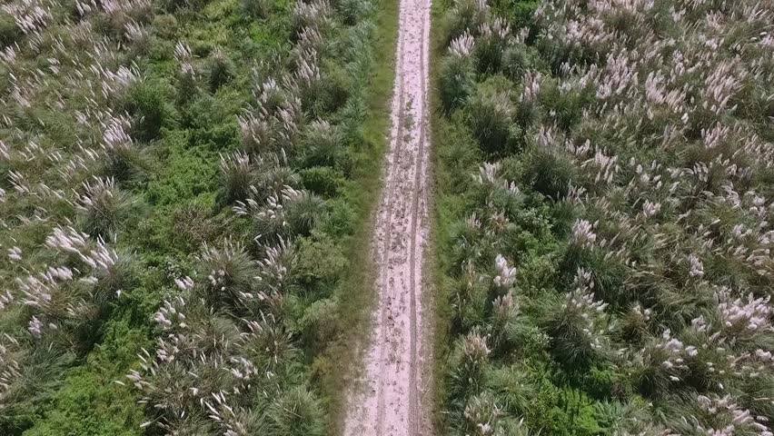 Aerial view of the rural road across the meadow. Cortaderia selloana, also known as Pampas grass, growing at the sides of the route. Green leaves foliage and yellow flowers blooming in the prairie.