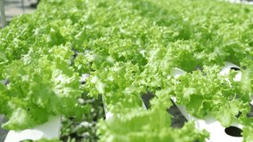 Footage closeup of hydroponics planting salad green oak lettuce on tube in greenhouse.