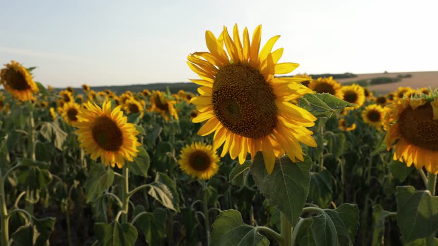 Panning Through Plantation With Blooming Sunflower Fields. Close Up