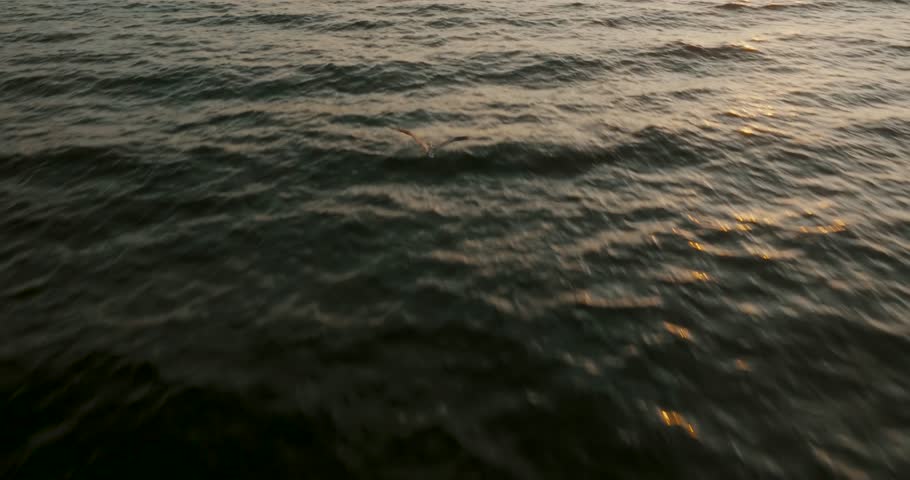 Seabird Flying Over The Ocean At Sunset In Guanacaste, Costa Rica - tracking shot