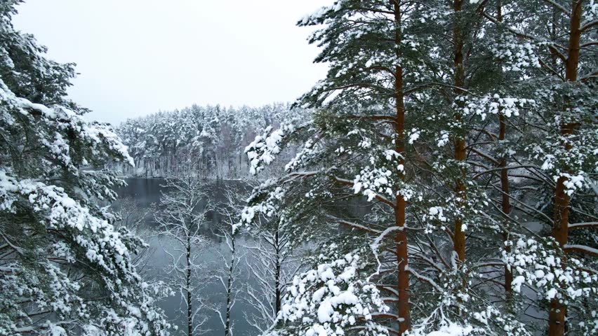 aerial shot of the frosty lake surrounded by snow-covered pine tree forest in the middle of winter