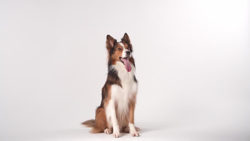 funny dog on a light background. Happy border collie in studio playing, waving its paws, following commands Royalty-Free Stock Footage #1100155063