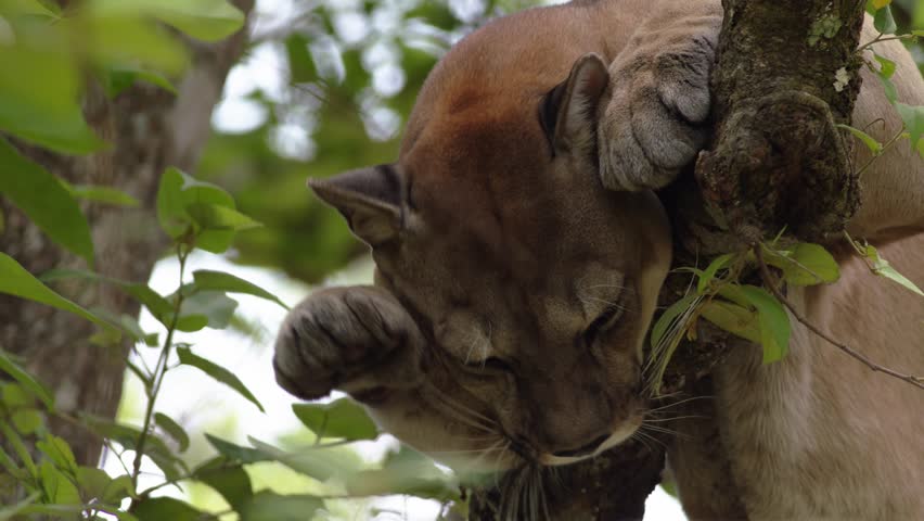 Colombian puma resting on tree wile clean moustache Royalty-Free Stock Footage #1100155965