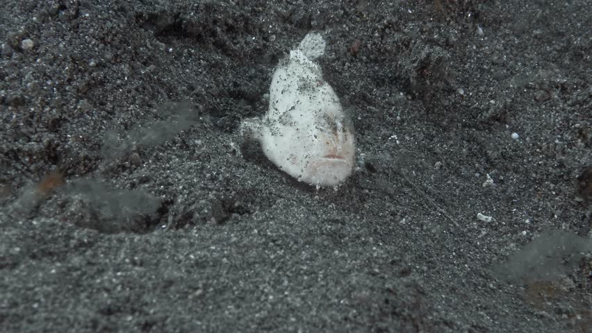 A white frog fish slowly walks along the black sea sand.
Hispid Frogfish (Antennarius hispidus) 20 cm. ID: dark lines radiating from the eyes. White, oval-shaped lure is used to attract prey.