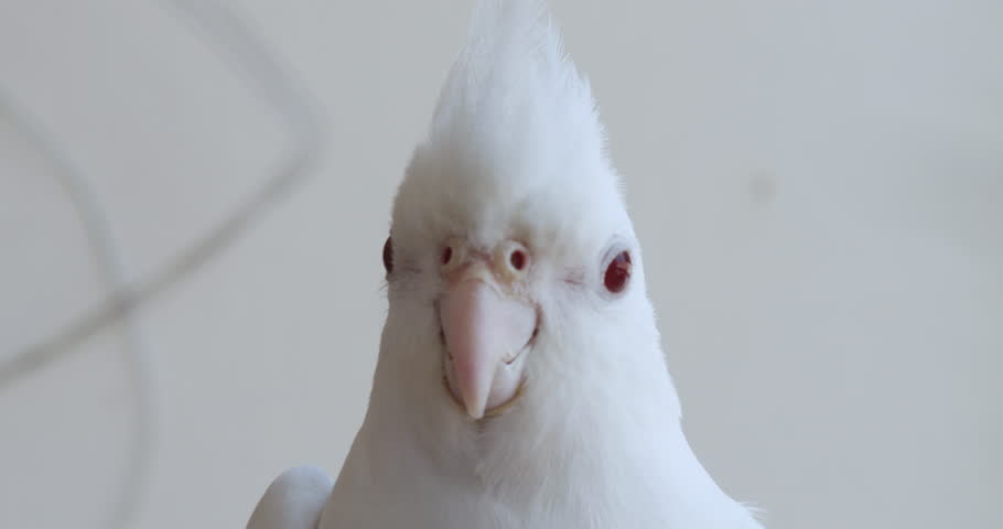 Close up portrait of a cockatiel bird. 
