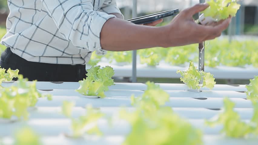 Asian woman and man farmer working together in organic hydroponic salad vegetable farm. using tablet inspect quality of lettuce in greenhouse garden. Smart farming | Shutterstock HD Video #1100168875