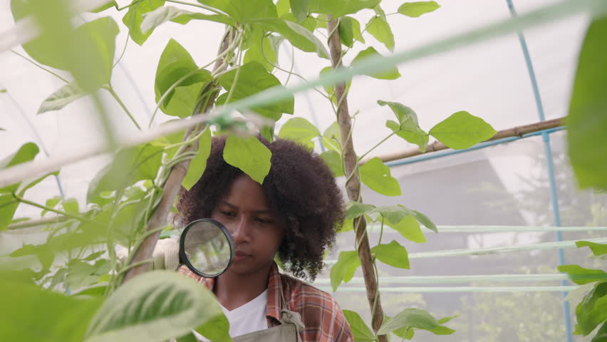 Happy children farmer hands holding magnifying glass and looking at vegetables in hydroponics farm, Biotechnology kid examining plant leaf, agriculture school learning research for science concept