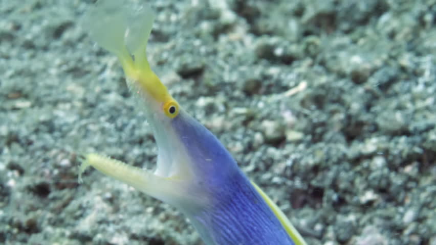 Rhinomuraena quaesita ribbon eel, is species of eel found in underwater ocean. It is distinctive species, known for its long, slender body and its unique color, which can range from blue to yellow.