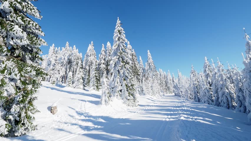 Winter landscape with path and trees under the snow. Winter scenery with cross country skiing way