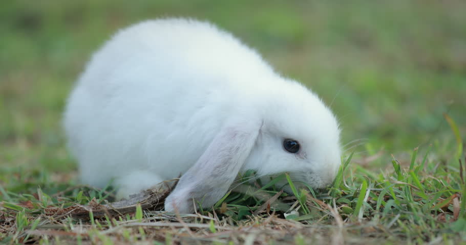 Slow motion shot of easter bunny eating a grass in the meadow. Adorable little white rabbit holland lop playing on the green grass. Easter day concept. Royalty-Free Stock Footage #1100175079