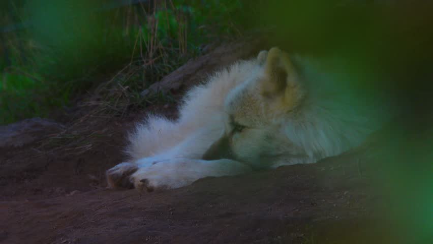 Polar wolf lies on ground in wild | Shutterstock HD Video #1100175161