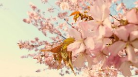 Peach tree blooming with sunrays, Shimmering rays of the sunset in the background. Spring cherry blossoms in full bloom, abstract video of cherry blossoms in the sun. Sakura Japan in spring time.