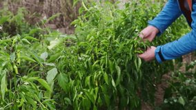 CU Farmer Harvest fresh green Chilli peppers from a plant. Full HD format.