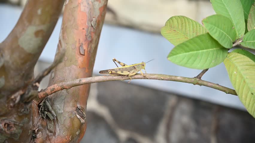 butterfly on leaf garden butterfly green leaves plant