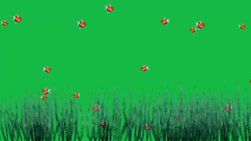 Under water gold fish and grass on green screen background motion graphic effect. | Shutterstock HD Video #1100182969