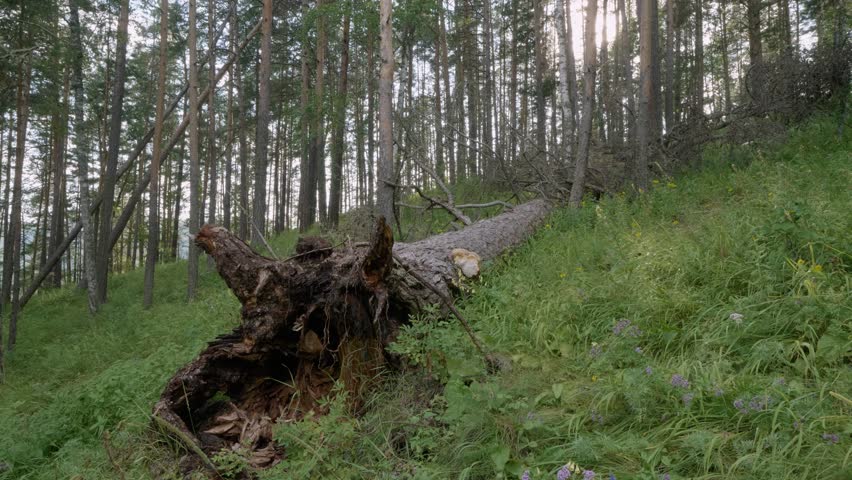 Southern Urals, the roots of a large fallen larch (Larix sibirica).