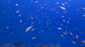 Deep blue tropical ocean and swimming big school of fish. Scuba diving in the deep with the marine life, underwater video. Tropical travel, aquatic wildlife in the sea. Healthy ocean with fish.