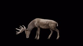 Brown Stag Look Around View From Side,Animation.Full HD 1920×1080. Transparent Alpha Video. LOOP.