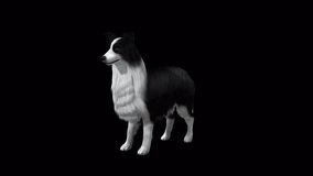 Sheep Dog Idle View From Front Side,Animation.Full HD 1920×1080. Transparent Alpha Video. LOOP.