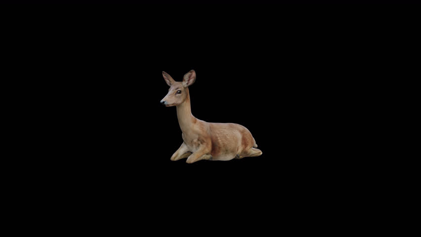 
Brown Doe Sit View From Front Side,Animation.Full HD 1920×1080. Transparent Alpha Video. LOOP.