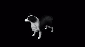 Sheep Dog Bark View From Top Angle Front,Animation.Full HD 1920×1080. Transparent Alpha Video. LOOP.