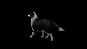 Sheep Dog Fast Walk View From Back Side,Animation.Full HD 1920×1080. Transparent Alpha Video. LOOP.