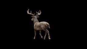 Brown Stag Fast Walk View From Back Side,Animation.Full HD 1920×1080. Transparent Alpha Video. LOOP.