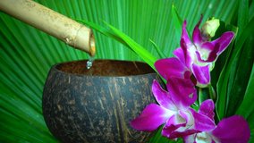 Water flows from a bamboo stalk into a coconut shell cup - a mini fountain for relaxation, meditation, calming nerves.