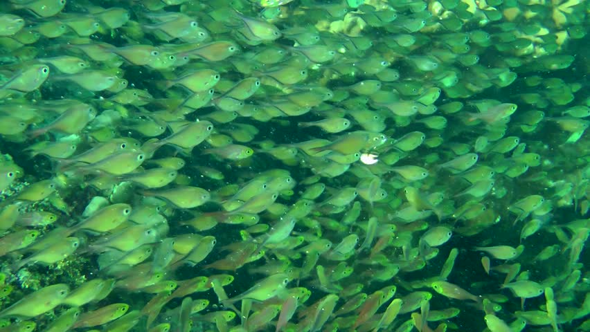 At the base of a coral reef, the Dusky sweeper (Pempheris adusta) and Pigmy sweeper (Parapriacanthus ransonneti) often form massive joint flocks. Royalty-Free Stock Footage #1100187779
