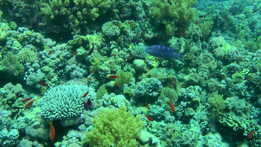 The Lyretail Grouper (Variola louti) swims slowly along a vibrant colorful coral reef, wide shot. Royalty-Free Stock Footage #1100187783