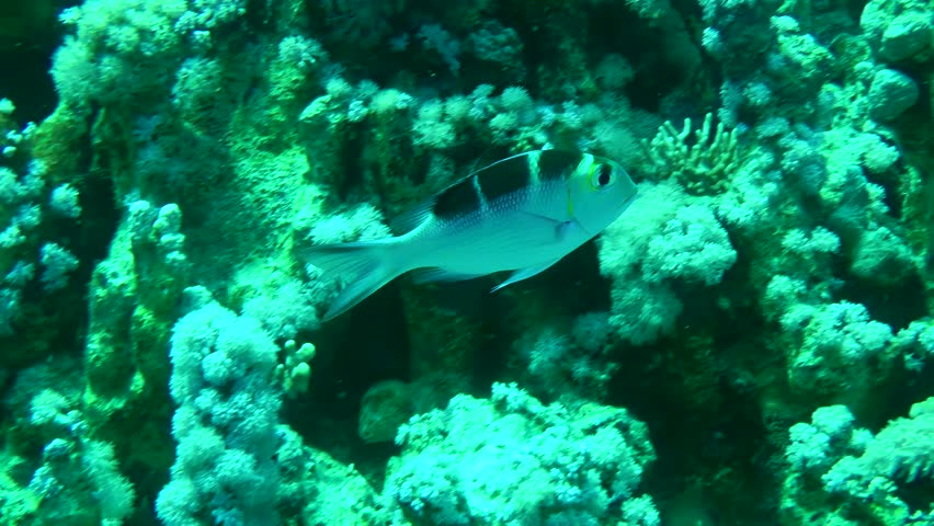 A young Large-eye bream (Monotaxis grandoculis) swims slowly against the background of the coral reef, then leaves the frame.